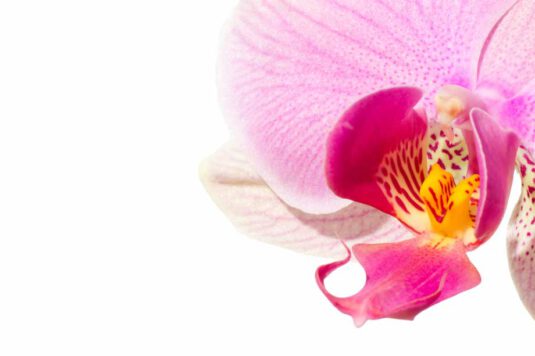 Wandbild pinke Orchidee