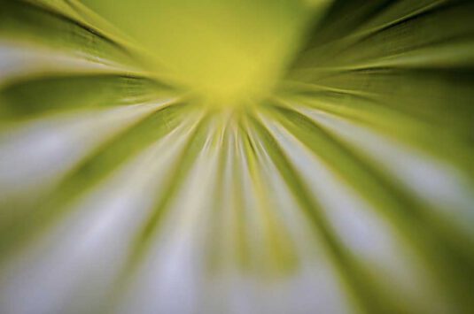 Wandbild grünes Blatt