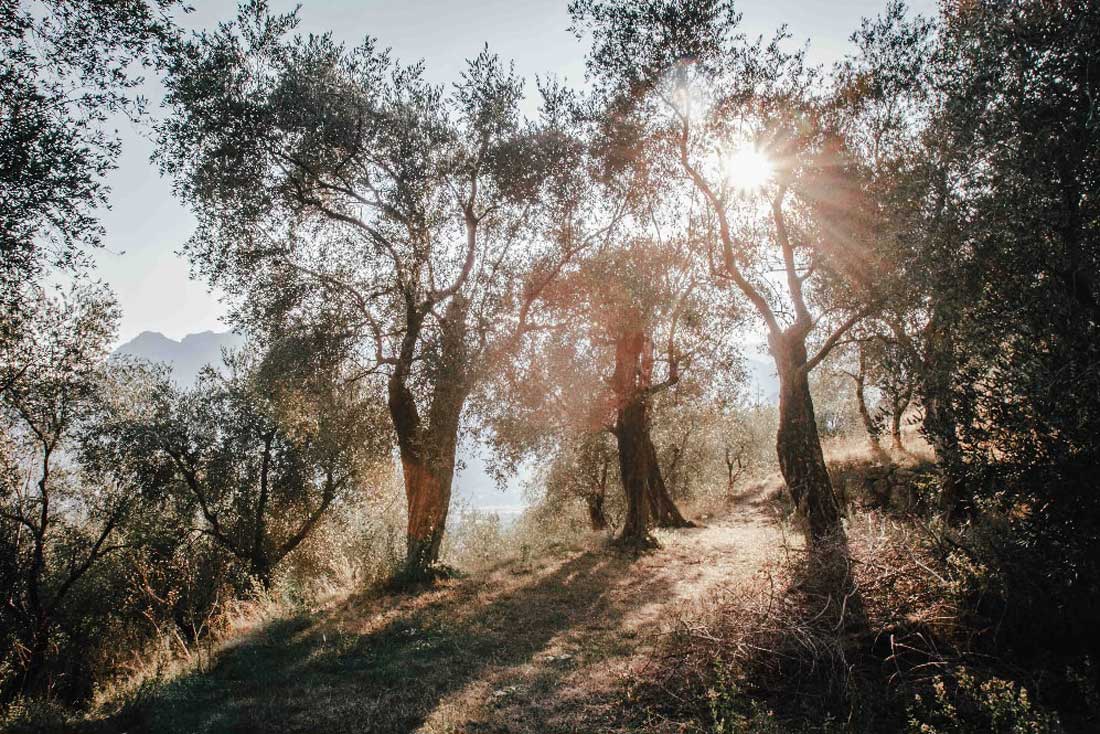 Olivenbäume Italien