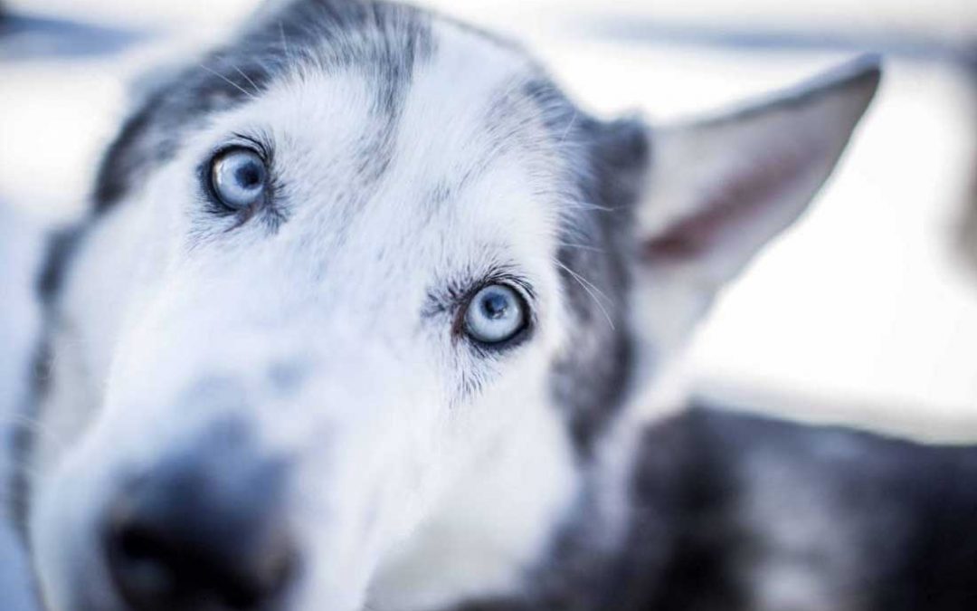 Hundefotografie – Tipps und Tricks